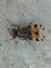 Pseudotephritis vau
