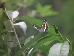 Limenitis
