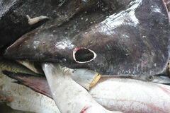 Pteroplatytrygon violacea