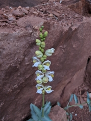 Penstemon palmeri