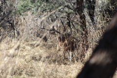 Odocoileus virginianus couesi