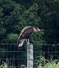 Caracara plancus