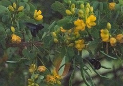 Senna bicapsularis