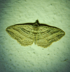 Costaconvexa polygrammata
