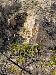 Saxicola rubicola