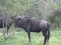 Connochaetes taurinus