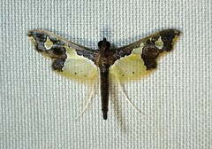 Gonocausta zephyralis