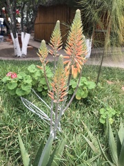 Aloe