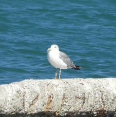 Larus michahellis