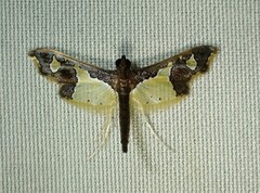Gonocausta zephyralis