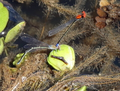 Pseudagrion massaicum