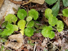 Hydrocotyle hirsuta