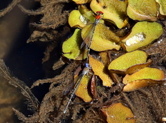 Pseudagrion massaicum