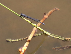 Pseudagrion draconis
