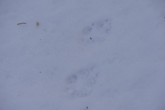 Vulpes vulpes vulpes