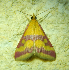 Pyrausta sanguinalis
