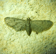 Eupithecia ultimaria