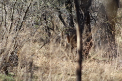 Odocoileus virginianus couesi