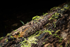 Cyrtodactylus baluensis