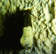 Trichophaga
