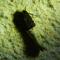 Trichophaga