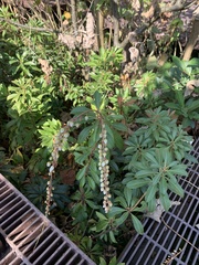 Pieris japonica taiwanensis