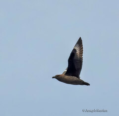 Stercorarius chilensis