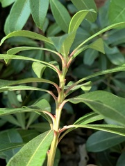 Pieris japonica taiwanensis