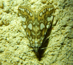 Elophila nymphaeata