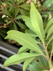 Pieris japonica taiwanensis