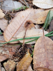 Pseudobaeospora