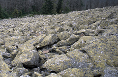 Rhizocarpon geographicum