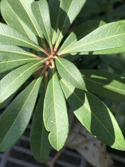 Pieris japonica taiwanensis