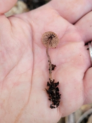 Pseudobaeospora