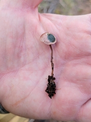 Pseudobaeospora