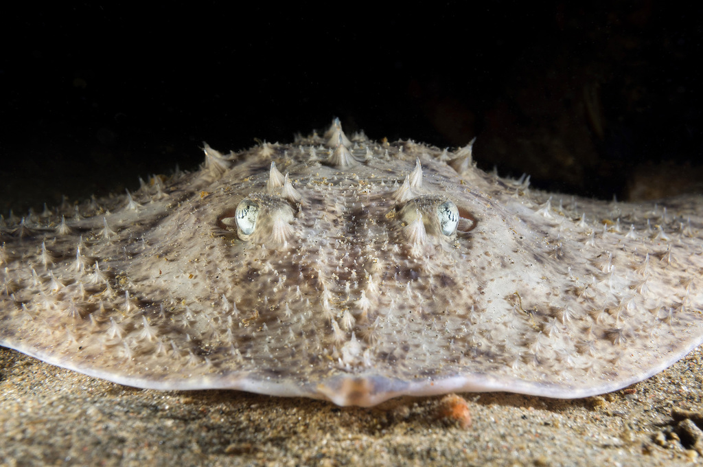 Sterrog (Amblyraja radiata) — Rajidae