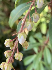 Pieris japonica taiwanensis