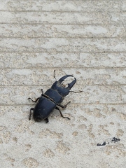 Serrognathus titanus platymelus