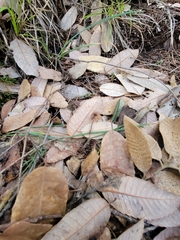 Pseudobaeospora