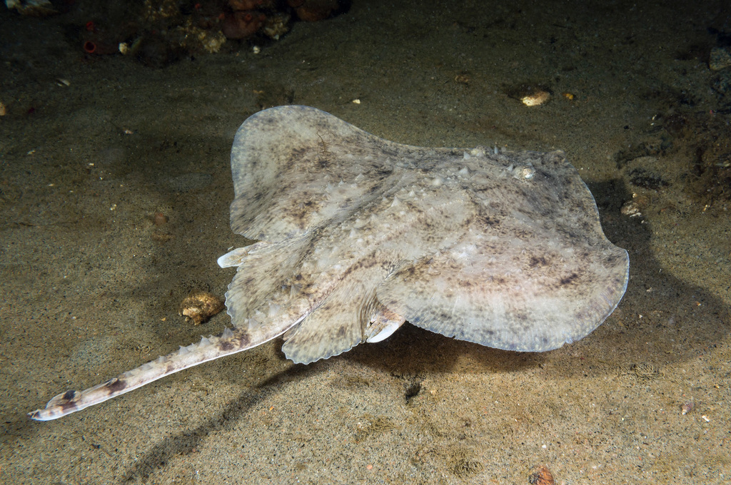 Hardnose Skates
