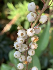 Pieris japonica taiwanensis