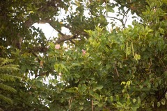 Tabebuia heterophylla