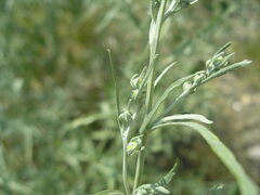 Artemisia