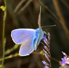 Leptotes pirithous