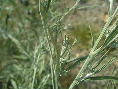 Artemisia
