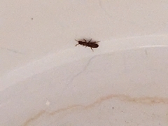 Oryzaephilus surinamensis