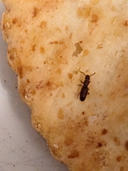 Oryzaephilus surinamensis