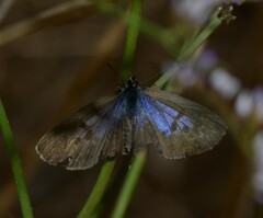Leptotes pirithous