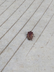 Chalcopis glandulosa