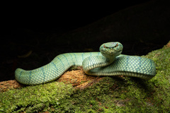 Tropidolaemus subannulatus